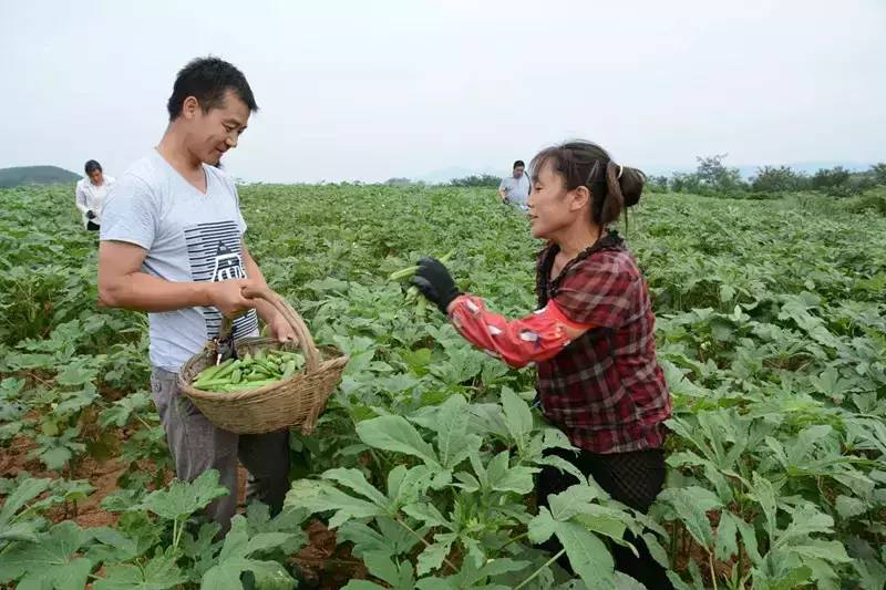 黄秋葵菜怎么种_黄秋葵种植视频_黄秋葵种植技术