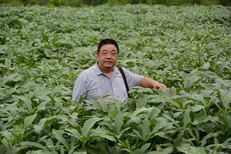 黄秋葵种植视频_黄秋葵菜怎么种_黄秋葵种植技术