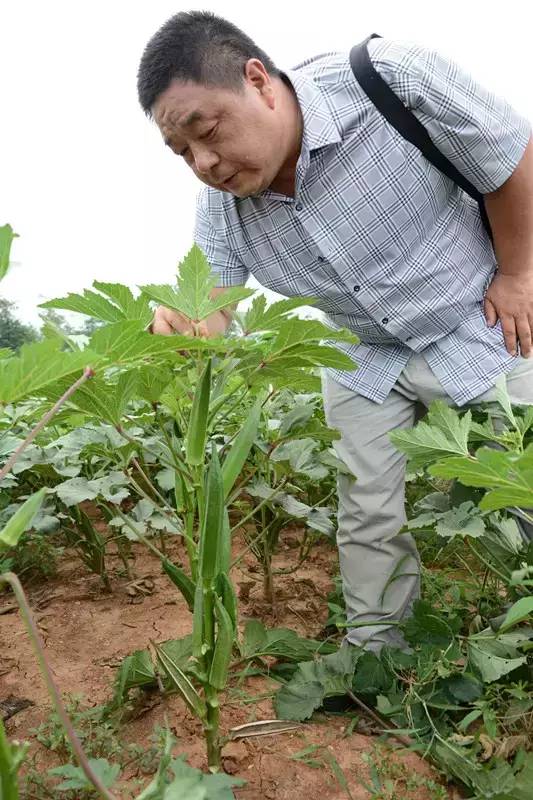 黄秋葵种植技术_黄秋葵菜怎么种_黄秋葵种植视频