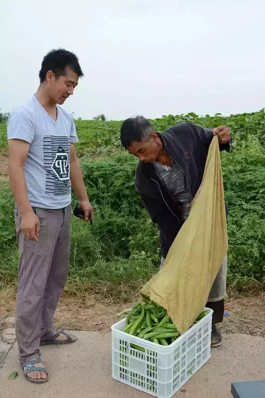 黄秋葵种植视频_黄秋葵种植技术_黄秋葵菜怎么种