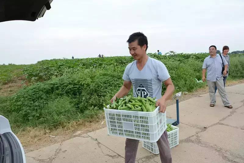 黄秋葵种植视频_黄秋葵种植技术_黄秋葵菜怎么种