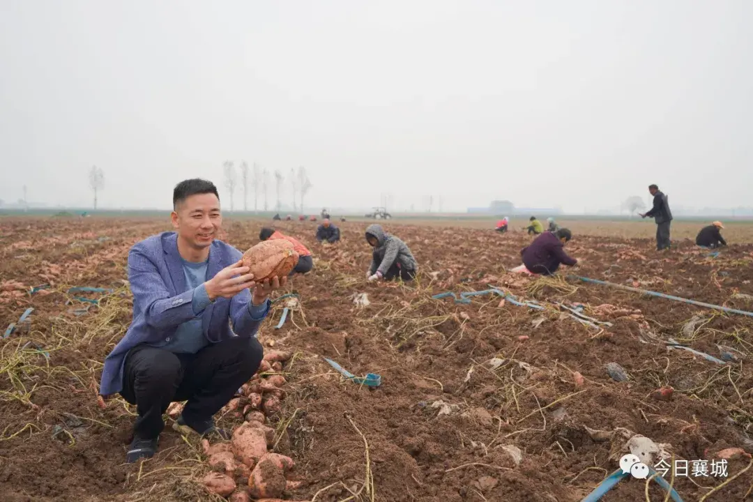 致富经发酵红薯养猪_致富经中红薯的大学生_致富经红薯