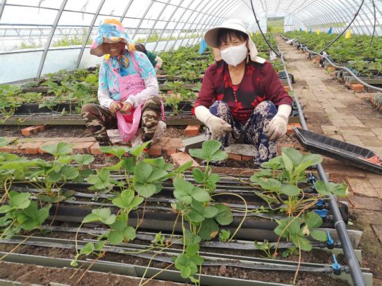 养殖桑黄有效果吗_养殖桑黄的市场前景_桑黄养殖致富