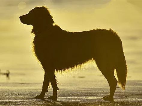 致富经昆明犬_莱州犬昆明犬_昆明犬比马犬大很多吗