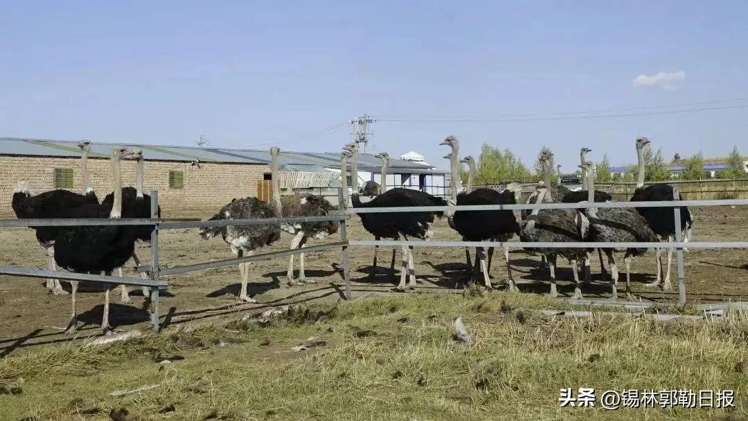 致富经鸵鸟养殖场的视频_2021年养殖鸵鸟_2018年鸵鸟养殖致富经