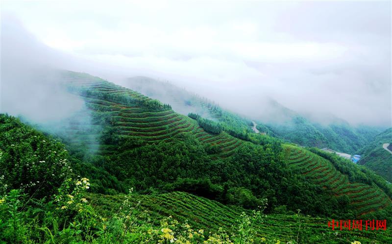 笞岭镇高山生态茶园.jpg