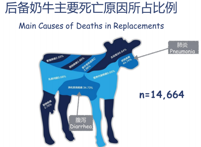 犊牛养殖技术视频_犊牛养殖技术_犊牛饲养技术