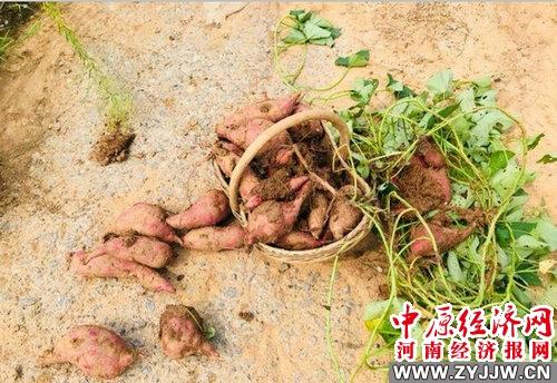 致富经红薯种植人_致富经发酵红薯养猪_致富经中红薯的大学生