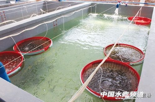 养殖青斑鱼多少钱一斤_青斑养殖技术_养殖青斑鱼