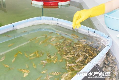养殖青斑鱼_养殖青斑鱼多少钱一斤_青斑养殖技术