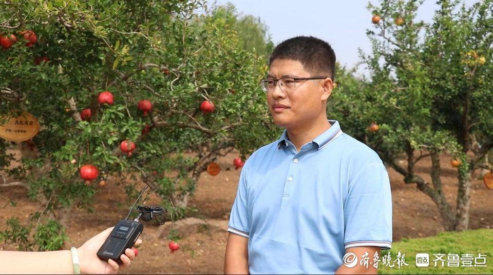 石榴种植致富_石榴的种植前景与收益_致富石榴种植方法