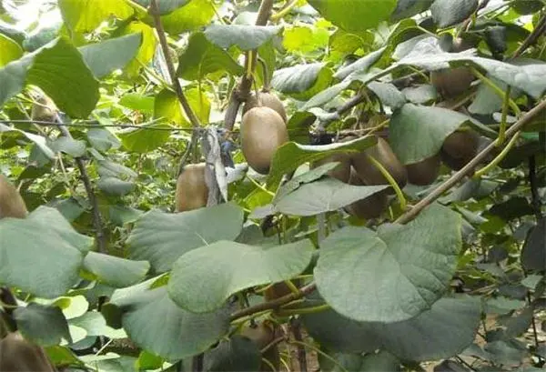 大棚种植猕猴桃技术要点_大棚猕猴桃种植技术_大棚种植猕猴桃技术与管理