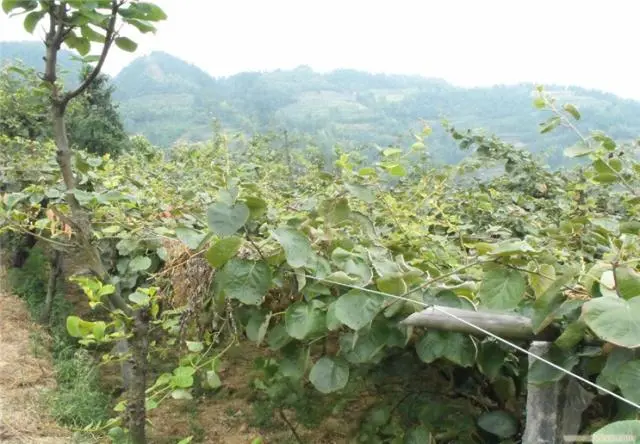 大棚猕猴桃种植技术_大棚种植猕猴桃技术要点_大棚种植猕猴桃技术与管理