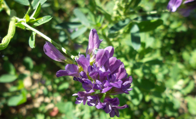 致富经紫花苜蓿_紫花苜蓿牧草种植_紫花苜蓿养猪致富经