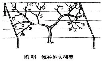 大棚猕猴桃种植技术_大棚种植猕猴桃技术要点_大棚种植猕猴桃技术与管理