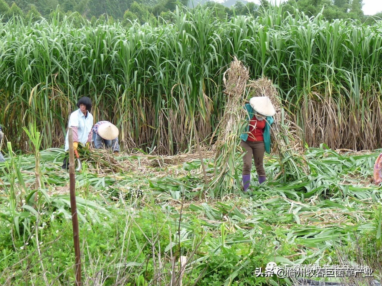 养殖场致富标语四个字_养殖致富的语句_养殖带动致富标语