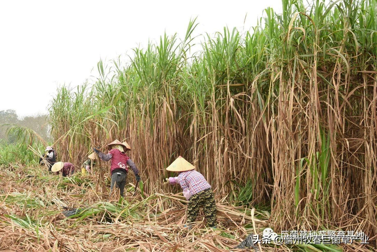 养殖场致富标语四个字_养殖带动致富标语_养殖致富的语句