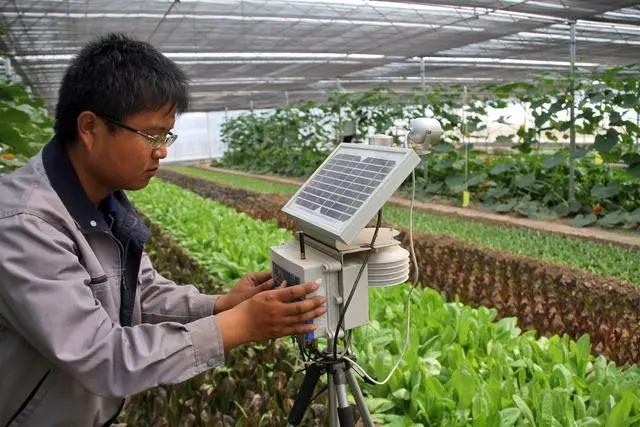 农村种植致富_农民致富种植项目_农民种植什么致富快