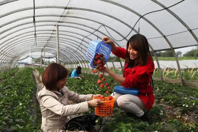 农村种植致富_农民种植什么致富快_农民致富种植项目