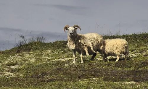 中国39种顶级羊肉，你认识多少种？