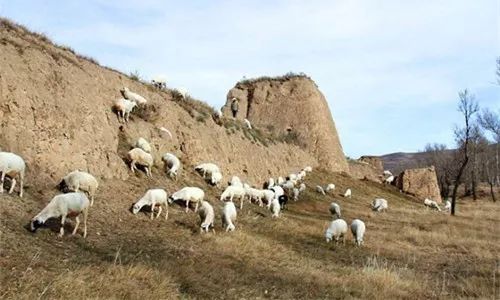 海南山羊养殖基地_海南山羊多少钱一只_海南东山羊养殖技术羊