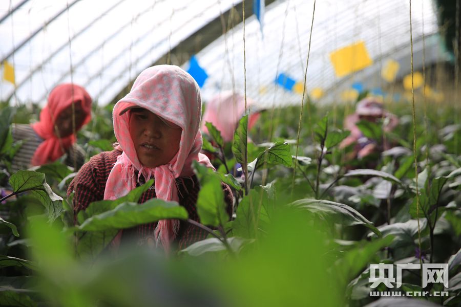 致富经大棚里种菜养鱼_大棚养鱼种菜视频_大棚养鱼的好处