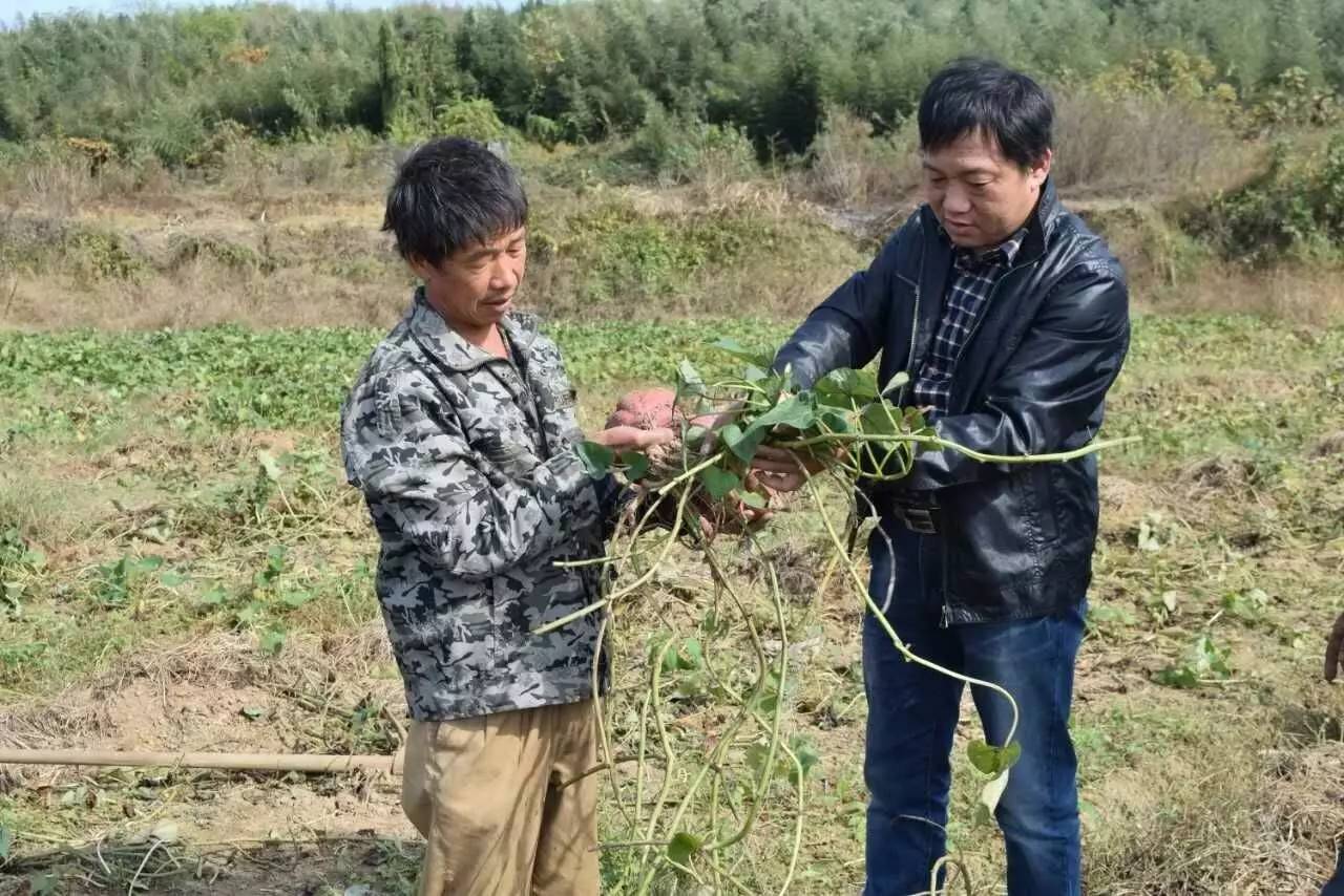 红薯致富经致富经视频_展功成红薯致富经_致富经红薯叶致富视频