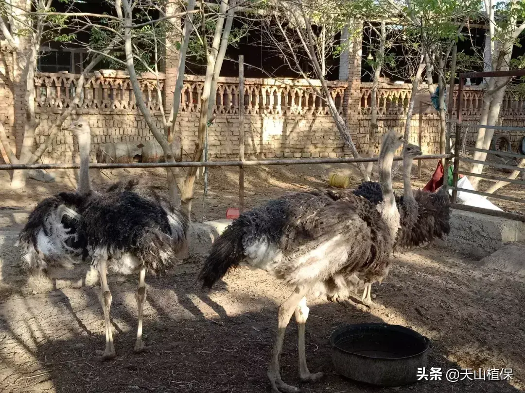 致富经鸵鸟养殖场的视频_2021年养殖鸵鸟_2018年鸵鸟养殖致富经