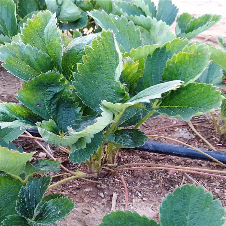 葡萄苗种植技术_如何种植萄葡苗_苗种植葡萄技术要求