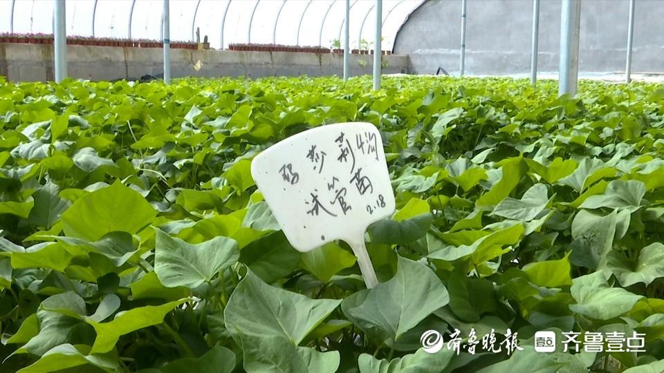 致富经红薯_致富经中红薯的大学生_致富经红薯种植人