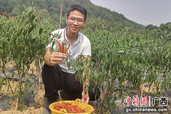 广西灌阳县新圩镇辣椒种植基地丰收 助农增收