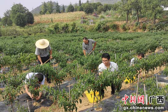 江西辣椒种植致富_江西辣椒种植时间_致富经辣椒种植视频