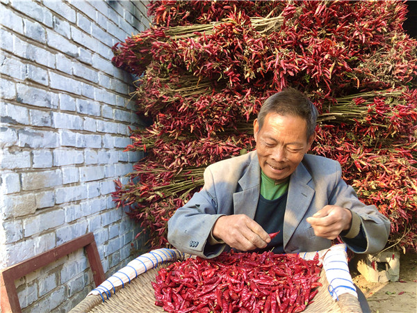 江西辣椒基地_江西辣椒种植致富_江西辣椒种植基地