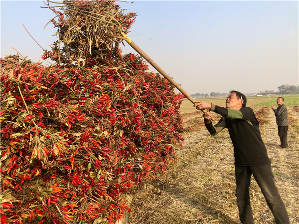 江西辣椒种植致富_江西辣椒基地_江西辣椒种植基地