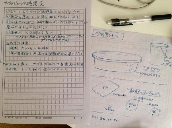 养殖鲎_鲎鱼学养殖技术和种植技术_鲎鱼养殖场