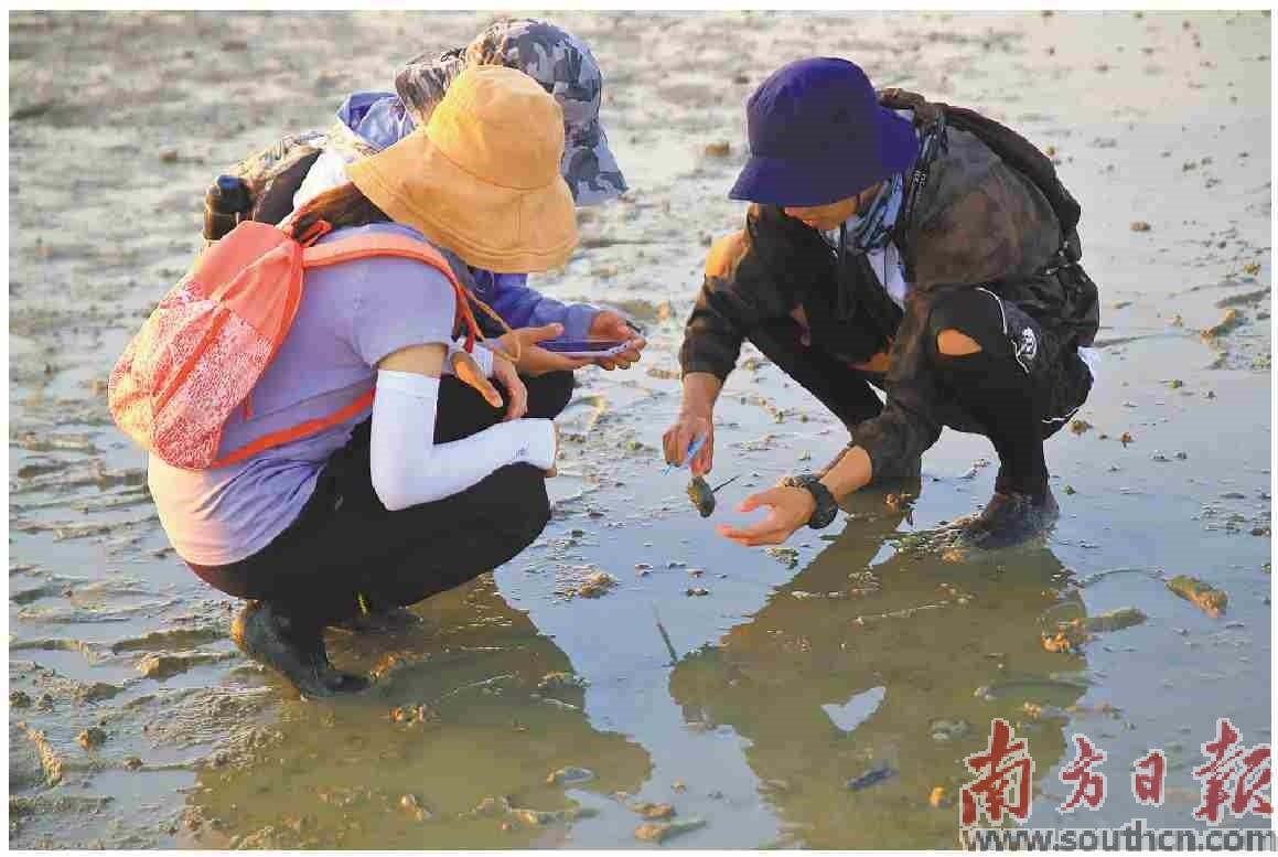 鲎鱼养殖场_鲎养殖技术和环境_鲎鱼学养殖技术和种植技术