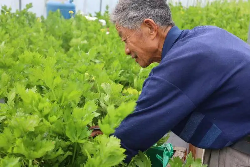 大棚内养鱼_致富经大棚里种菜养鱼_大棚养鱼赚钱吗