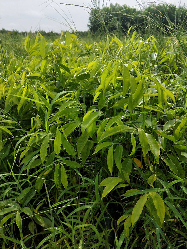 沉香苗什么时候种?沉香苗种植方法