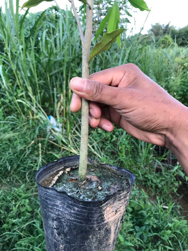 沉香苗什么时候种?沉香苗种植方法