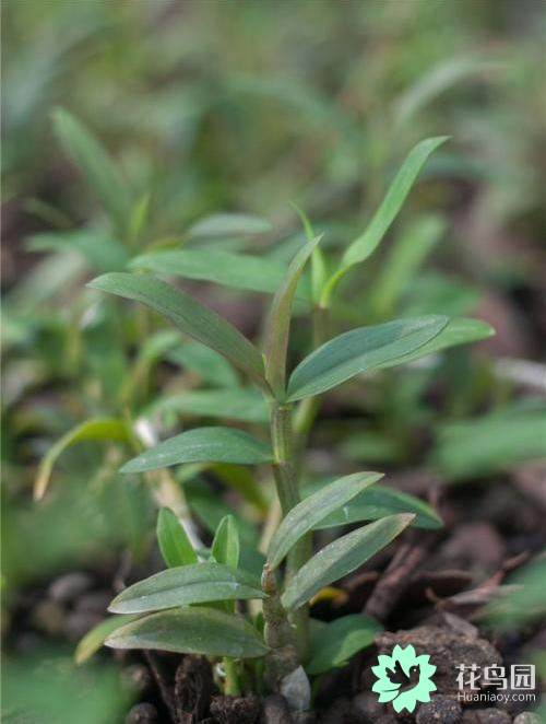 铁皮石斛如何种植技术_种植铁皮石斛技术视频_种植铁皮石斛技术要点