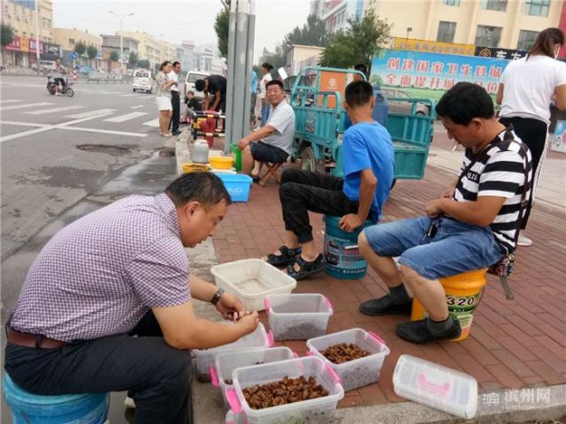 致富种植金蝉怎么样_种植金蝉致富_致富种植金蝉视频