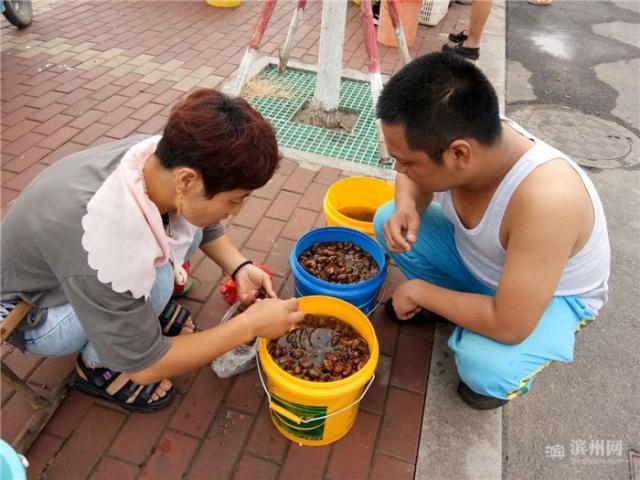 致富种植金蝉怎么样_种植金蝉致富_致富种植金蝉视频