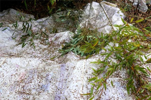 致富竹子种植视频_种植竹子 致富_致富竹子种植技术视频