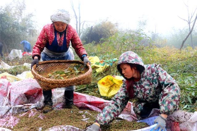 种植竹子 致富_致富竹子种植视频_致富竹子种植技术视频