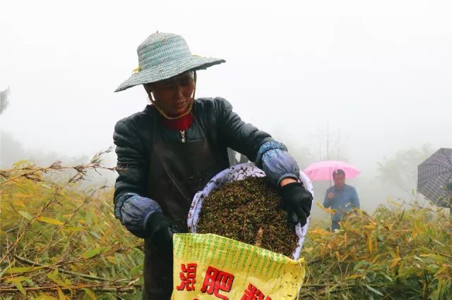 致富竹子种植视频_种植竹子 致富_致富竹子种植技术视频