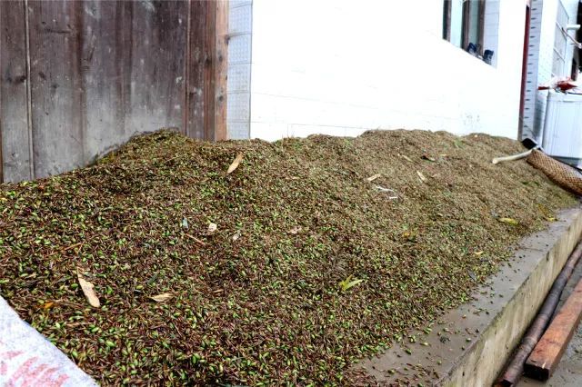 种植竹子 致富_致富竹子种植视频_致富竹子种植技术视频