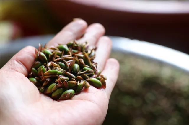 致富竹子种植技术视频_致富竹子种植视频_种植竹子 致富