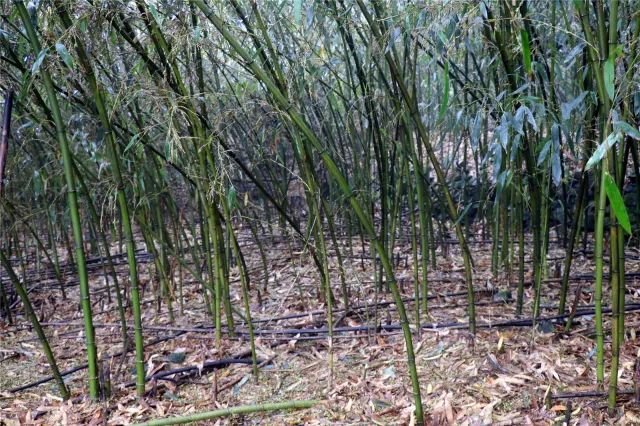 致富竹子种植技术视频_种植竹子 致富_致富竹子种植视频