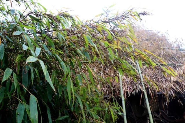 致富竹子种植技术视频_种植竹子 致富_致富竹子种植视频