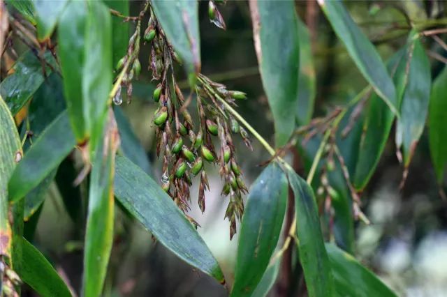 种植竹子 致富_致富竹子种植视频_致富竹子种植技术视频